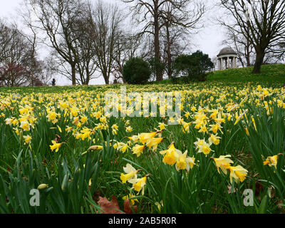 Molti i narcisi sono visto crescere semi selvatica sulle pendici verso il tempio di Eolus nella parte storica di i Giardini di Kew, Richmond, Londra, in primavera. Foto Stock