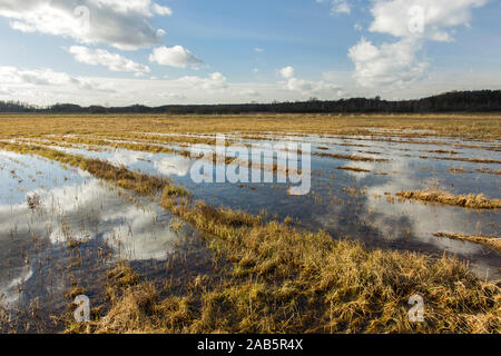 Allagato prato selvatico con acqua, foresta e le nuvole nel cielo Foto Stock