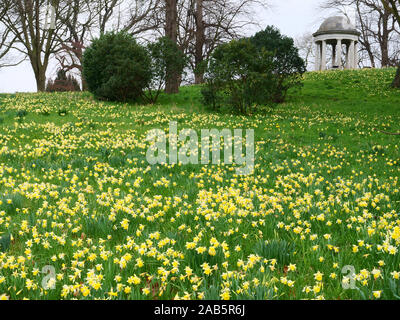 Molti i narcisi sono visto crescere semi selvatica sulle pendici verso il tempio di Eolus nella parte storica di i Giardini di Kew, Richmond, Londra, in primavera. Foto Stock
