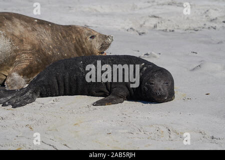 Femmina elefante meridionale di tenuta (Mirounga leonina) con un nata recentemente pup giacente su una spiaggia a Sea Lion Island nelle isole Falkland. Foto Stock