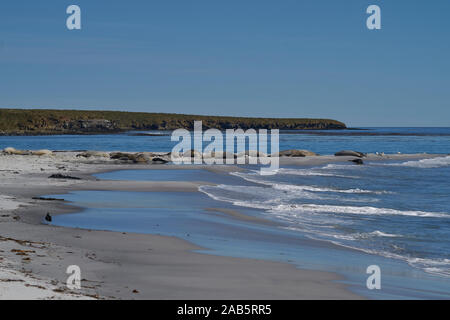 Elefante meridionale guarnizioni (Mirounga leonina) su di una spiaggia di sabbia sulla Sealion isola nelle isole Falkland. Foto Stock