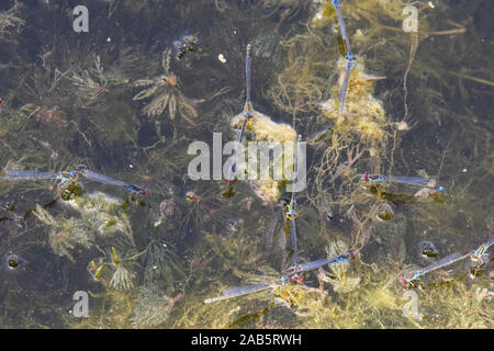 Damselflies depongono le uova in una palude Foto Stock