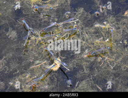 Damselflies depongono le uova in una palude Foto Stock