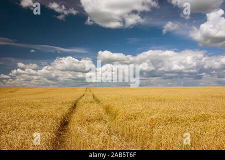 Le tracce in un campo di grano, il bianco delle nuvole e cielo blu - Vista in una giornata di sole Foto Stock