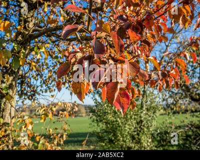 Foglie di colore arancione in autunno su un albero di mele in Svizzera - 2 Foto Stock