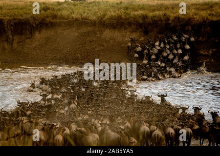 Blue Gnu (comune o bianco-barbuto GNU) Connochaetes taurinus durante la migrazione nel fiume di Mara nel masai Mara in Kenya Foto Stock
