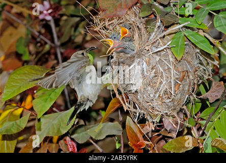 Arancio-tufted femmina sunbird alimenta i suoi nidiacei Foto Stock