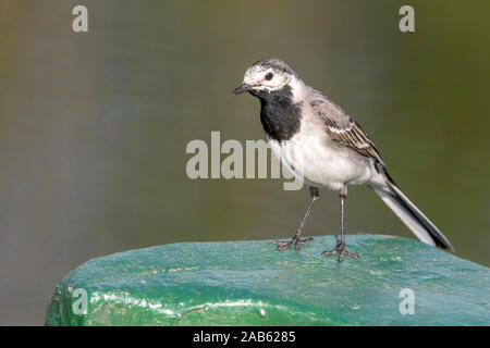 Bachstelze (Motacilla alba) Foto Stock