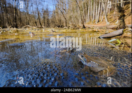 Grasfroesche sitzen auf latch in einem Tuempel Foto Stock