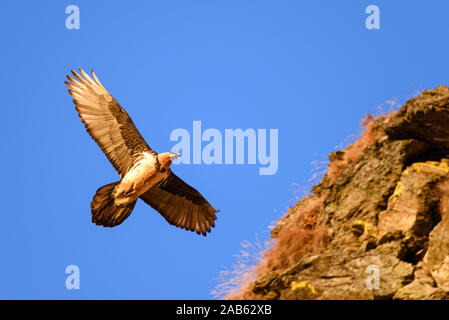 Bartgeier fliegt un einem Berghang entlang, Gypaetus barbatus, Foto Stock