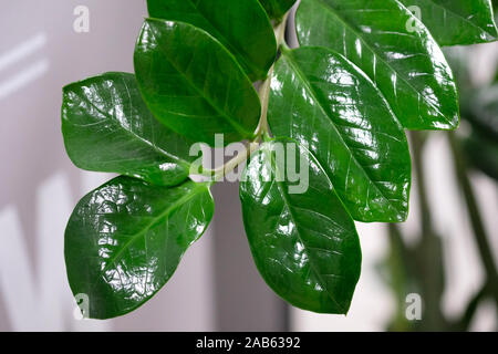 Un ramo di un fiore di casa con grandi lucide foglie verdi. Zanzibar Gemma impianto su una parete bianca sfondo. zamioculcas con spessi bright foglie verdi. Foto Stock