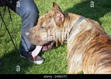 Grande cane Canarie bastoni fuori la sua lingua e si guarda lontano. La testa delle Canarie Mastiff closeup. Cane a camminare in un parco della città. Foto Stock