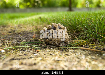 Pigna giacente a terra - primo piano Foto Stock