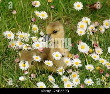 Baby oche canadesi in appoggio in Marguerites Prato di fiori di campo in primavera mentre esponendo il suo corpo, testa, occhio, becco giallo piumaggio. Foto Stock