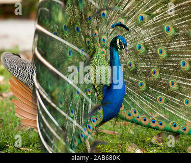 Peacock uccello, il bellissimo uccello colorato. Foto Stock