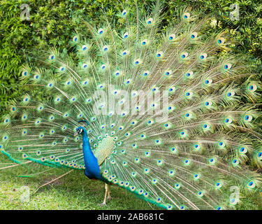 Peacock uccello, il bellissimo uccello colorato. Foto Stock