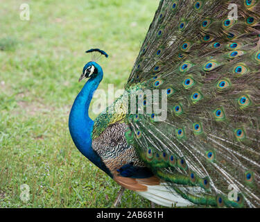 Peacock uccello, il bellissimo uccello colorato. Foto Stock