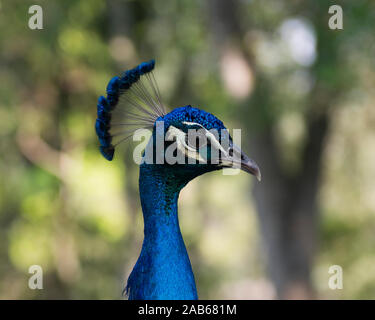 Peacock bird, close-up testa vista di profilo il bellissimo uccello colorato. Foto Stock