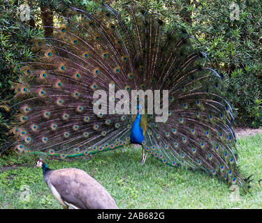 Peacock uccello, il bellissimo uccello colorato. Foto Stock