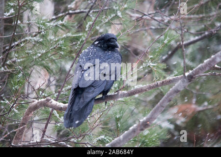 Raven uccello appollaiato su un ramo nella stagione invernale nella sua circostanti e l'ambiente. Foto Stock