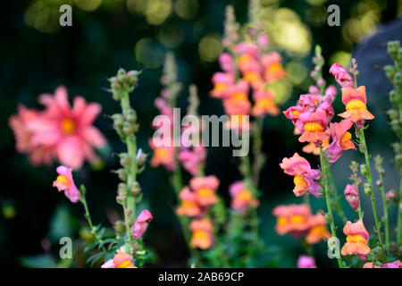 Antirrhinum majus Potomac arancione scuro,bocca di leone,bocche di leone,arancione,fiori,blumi,blossoms,annuari,piante biancheria da letto,RM Floral Foto Stock