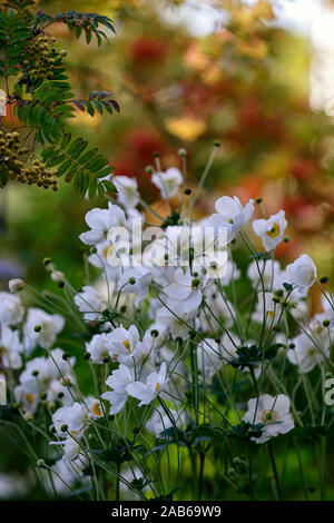 Anemone hybrida honorine jobert,fiore bianco,fiori, bloom,blossom,perenne,tarda estate,inizio autunno,RM Floral Foto Stock