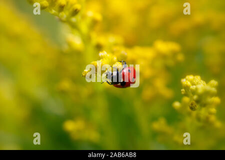 Extreme close up di sette rosso coccinella maculato su giallo oro fiori Foto Stock