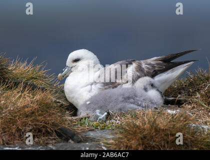 Fulmar (Fulmarus glacialis), Adulto e pulcino, seduti su una piattaforma rocciosa, Sumburgh, Shetland Scozia Scotland Foto Stock