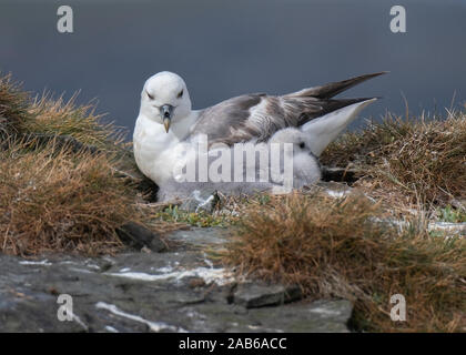 Fulmar (Fulmarus glacialis), Adulto e pulcino, seduti su una piattaforma rocciosa, Sumburgh, Shetland Scozia Scotland Foto Stock