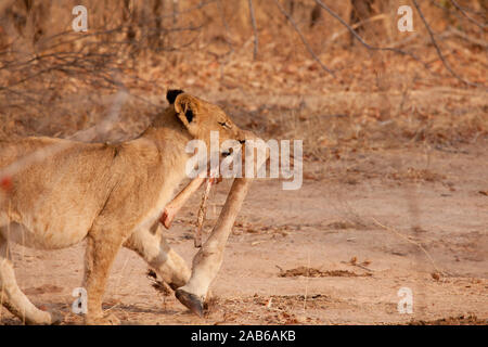 Lion cub porta una giraffa polpaccio della gamba, il kill è stata fatta il giorno prima dall'orgoglio. Foto Stock