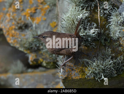 Shetland wren (Troglodytes troglodytes zetlandicus), alimentando tra lichen coperto roccia su un muro di pietra, Sumburgh, Shetland Scozia Scotland Foto Stock