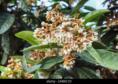 Fiori bianchi di Nespolo della Germania albero su di una luminosa giornata estiva Foto Stock