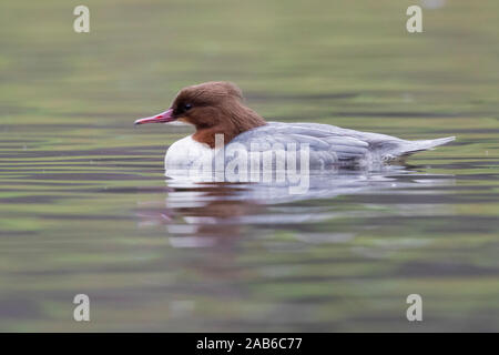 Comune (Merganser Mergus merganser), la vista laterale di una femmina adulta di nuoto in un lago, Mazovian voivodato, Polonia Foto Stock