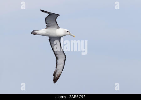 Timido Albatross (Thalassarche cauta), adulto in volo visto da sotto, Western Cape, Sud Africa Foto Stock