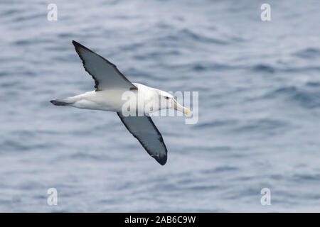 Timido Albatross (Thalassarche cauta), adulto in volo visto dal lato, Western Cape, Sud Africa Foto Stock