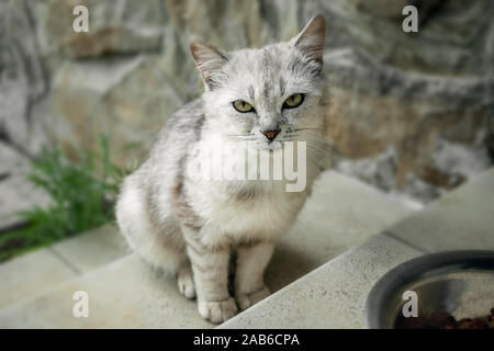 Giovane e bella gatto grigio con occhi tristi seduta sulle scale in attesa di cibo. Lonely animali domestici. Spazio di copia Foto Stock