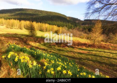 Al Powerscourt Prati con fiori di bloom letto -Wicklow, Dublino, Enniskerry, Irlanda Foto Stock