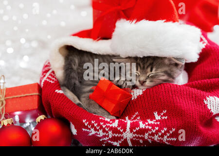 Regali di natale concetto. Natale cat indossando Santa Claus hat azienda confezione regalo di dormire su plaid sotto albero di natale. Adorabili poco tabby Foto Stock