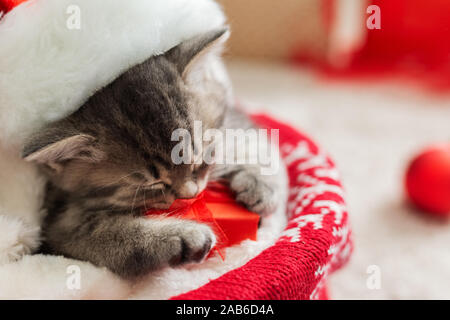 Natale cat indossando Santa Claus hat azienda confezione regalo di dormire su plaid sotto albero di natale. Regali di natale concetto. Adorabili poco tabby Foto Stock