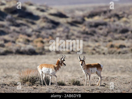 Pronghorn Antelope (Antilocapra americana), sabbia Lavabo, Colorado, STATI UNITI D'AMERICA Foto Stock