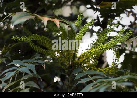 Mahonia japonica 'Bealei' impianto, vicino. Foto Stock