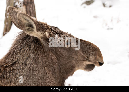 Chiuso ritratto della bella wild alci femmina nella foresta innevata Foto Stock