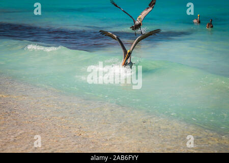 Pellicani divertendosi in mare a Varadero Beach, Cuba Foto Stock