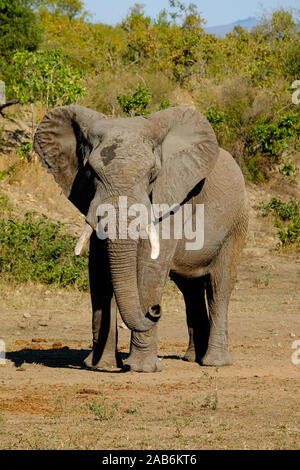 Un elefante africano maschio rivolta verso la telecamera Foto Stock