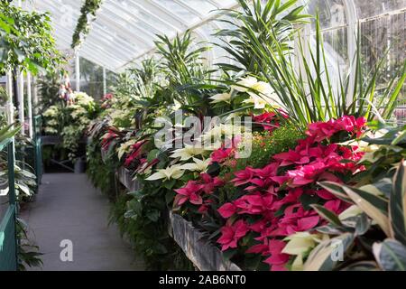 Poinsettia sul display al volontario Park Conservatory a Seattle, Washington, Stati Uniti d'America. Foto Stock