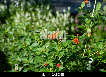 Bellissimo Golfo Fritillary butterfly closeup ad una piantagione di storico vicino a Charleston, Carolina del Sud Foto Stock