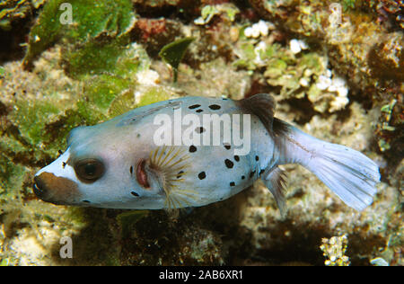 Blackspotted puffer (Arothron nigropunctatus), una specie velenose per mangiare. Coral Sea, Queensland, Australia Foto Stock