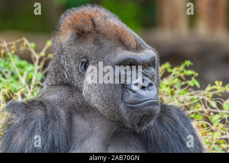 Silverback maschio pianura occidentale (gorilla Gorilla gorilla gorilla) fissando la telecamera Foto Stock