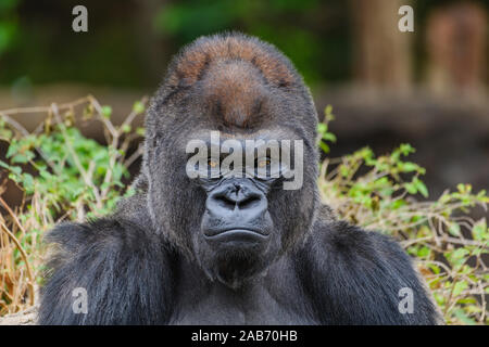 Silverback maschio pianura occidentale (gorilla Gorilla gorilla gorilla) fissando la telecamera Foto Stock