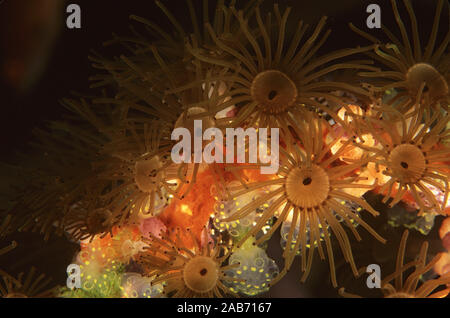 Un posy di invertebrati animali marini arroccato su di corallo nero Frustino: anemoni, spugne e ascidie coloniali (fam. Clavelinidae). Manado, Indonesia Foto Stock